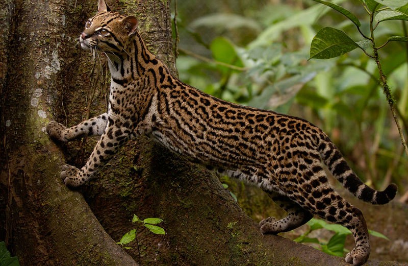 10 Facts About The Rare Beauty That Is The Ocelot Pet. Yes, see 9