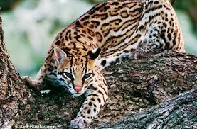 Ocelot Pet